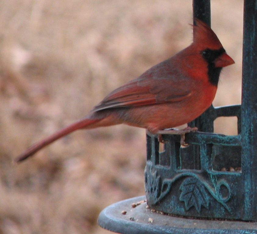 Pest control - Northern Cardinal